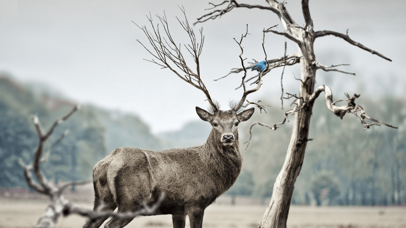 4 Giant Texas Bucks-min