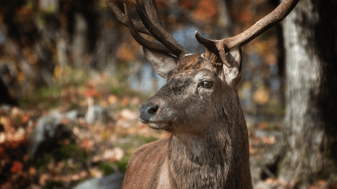 What part of Texas has the biggest bucks-min